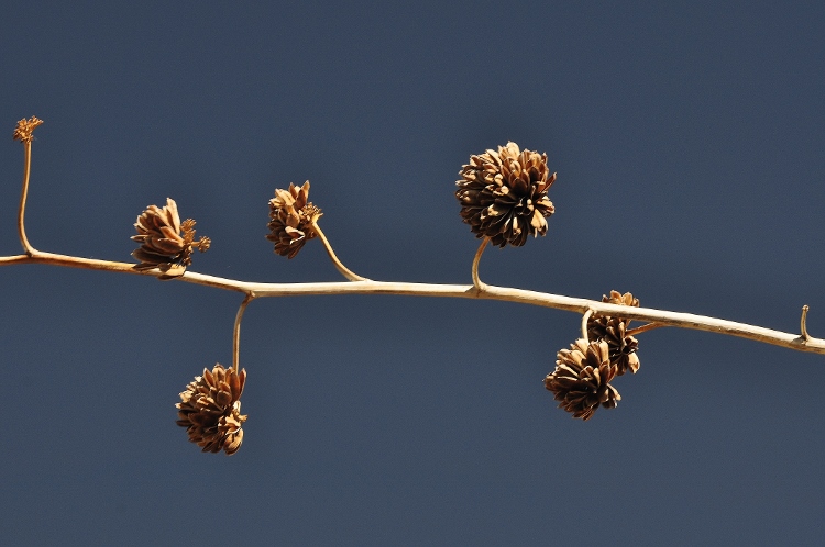 century plant branch